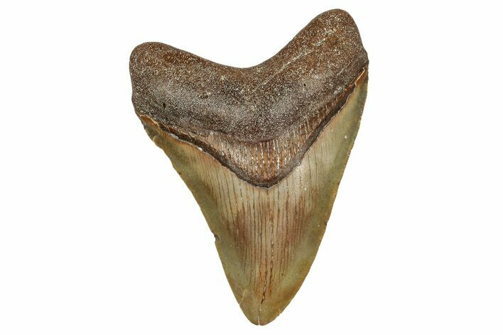 Fossil Megalodon Tooth - North Carolina #344068
